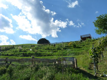 Garten 2016 von unten