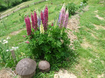 Lupine