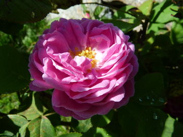 Damaszener Rose