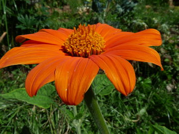 Mexikanische Sonnenblume