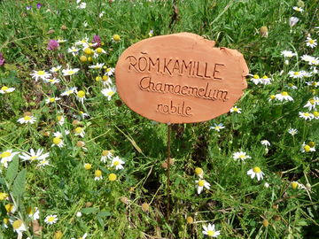 Römische Kamille