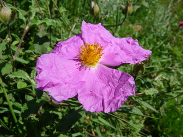 Zistrose