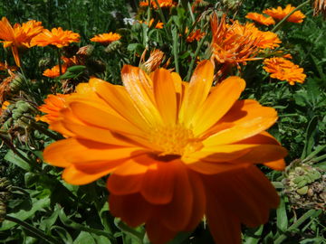 Ringelblumenblüte
