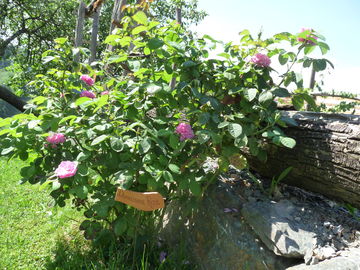 Damaszener Rose