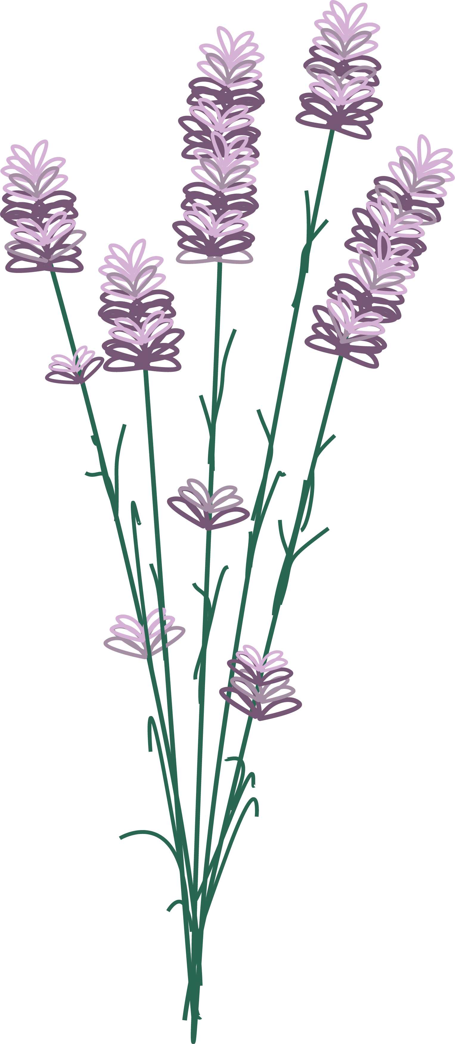 Urkraut Lavendel